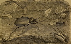 Anglų lietuvių žodynas. Žodis bombardier beetle reiškia bombardier " vabalas lietuviškai.