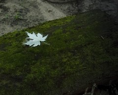 Leaf on Tree