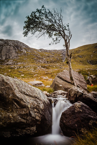 Lonely Tree on Glyder Fawr, Snowdonia, Wales