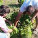Marco and Giovanni discussing the pruning process for the zibebo grape • <a style="font-size:0.8em;" href="http://www.flickr.com/photos/62152544@N00/14414132895/" target="_blank">View on Flickr</a>