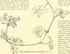 Anglų lietuvių žodynas. Žodis pelargonium hortorum reiškia <li>pelargonium hortorum</li> lietuviškai.