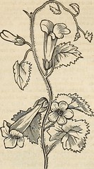 Anglų lietuvių žodynas. Žodis genus amaranthus reiškia genties burnotiniai lietuviškai.