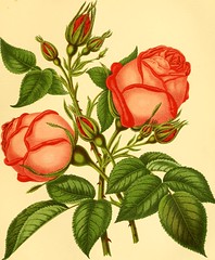 Anglų lietuvių žodynas. Žodis christmas rose reiškia kalėdų rožė lietuviškai.