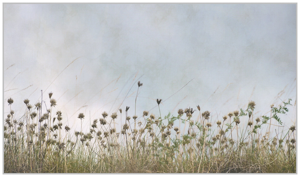 Two Hearts in the Field by melolou, on Flickr