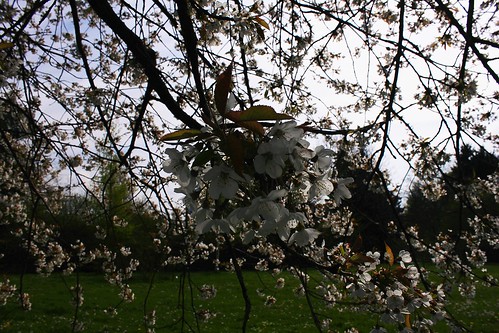 Sauerkirsche (Prunus cerasus) (1) • <a style="font-size:0.8em;" href="http://www.flickr.com/photos/69570948@N04/14238958678/" target="_blank">Auf Flickr ansehen</a>