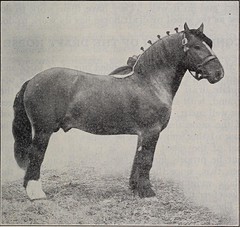 Anglų lietuvių žodynas. Žodis horse opera reiškia arklių opera lietuviškai.