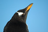Gentoo penguin (Pygoscelis papua), Macquarie Island, Australia (by N. Murray)