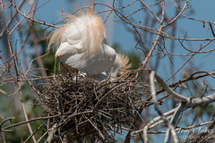 A Cattle Egret Tends to its young.