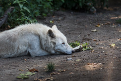 Artis - sad wolf • <a style="font-size:0.8em;" href="http://www.flickr.com/photos/92529237@N02/14698701078/" target="_blank">View on Flickr</a>