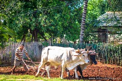 A man uses oxen to plough the garden in front of his house; near Playa Las Coloradas, Cuba.
