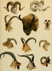 Anglų lietuvių žodynas. Žodis asiatic buffalo reiškia azijos buffalo lietuviškai.