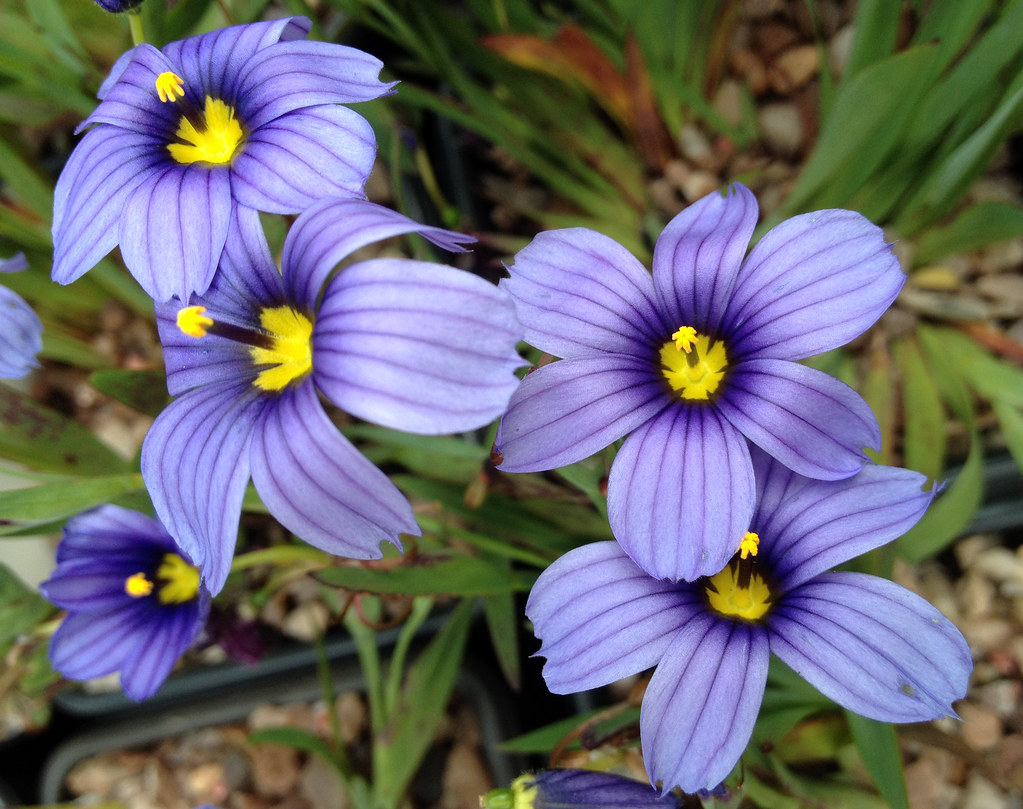 Sisyrinchium 'Californian Skies'