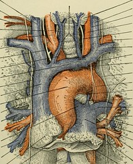Anglų lietuvių žodynas. Žodis anterior serratus muscle reiškia serratus anterior raumenų lietuviškai.
