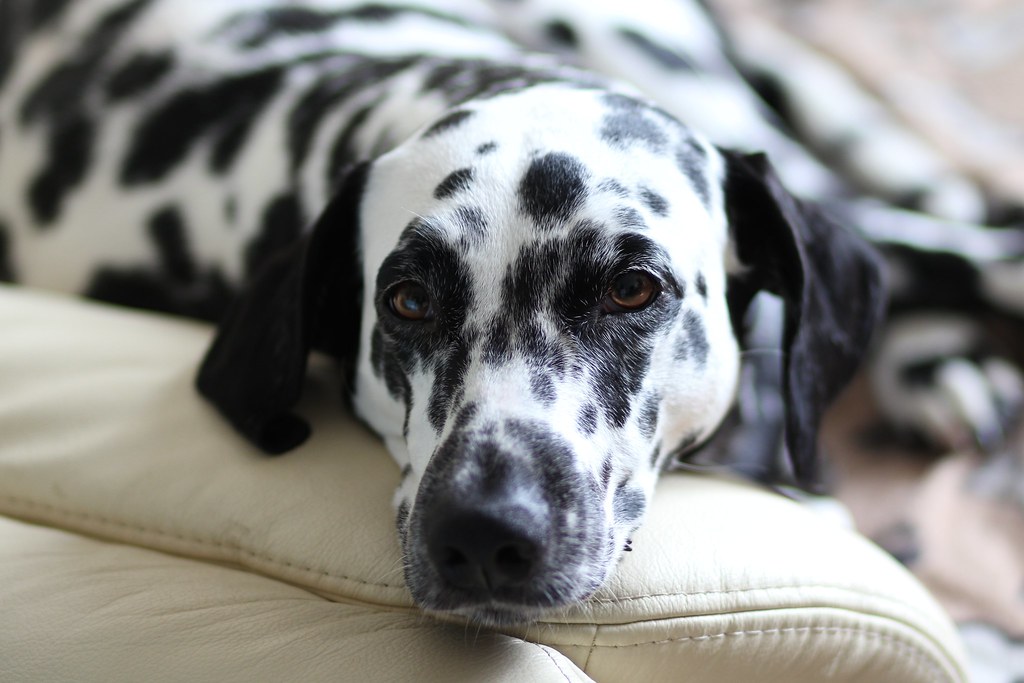Resultado de imagen para dalmatian cuddle