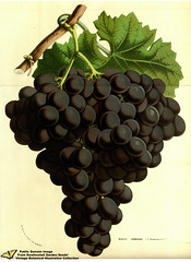 Anglų lietuvių žodynas. Žodis muscat grape reiškia muskatinių vynuogių lietuviškai.