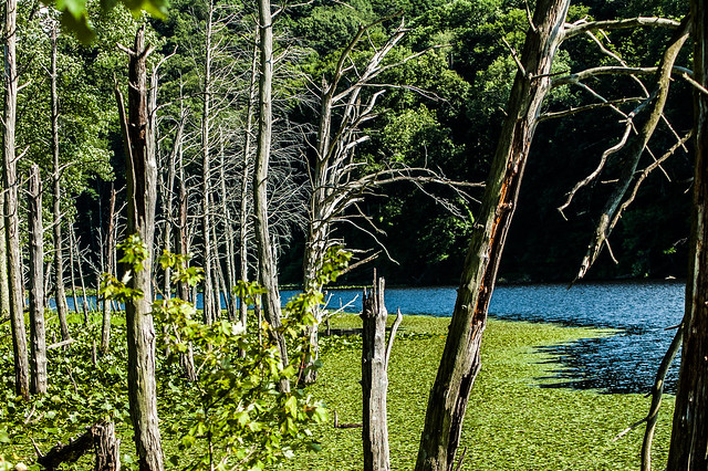 Jackson-Washington State Forest - Spurgeon Hollow Lake - June 25, 2014