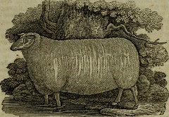 Anglų lietuvių žodynas. Žodis poll-sheep reiškia apklausos avys lietuviškai.