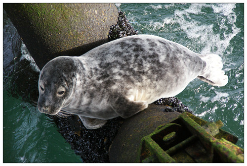 Seal in Helder Platform
