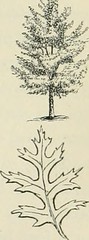 Anglų lietuvių žodynas. Žodis dwarf chinquapin oak reiškia nykštukas chinquapin ąžuolas lietuviškai.