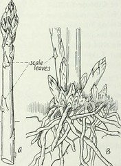 Anglų lietuvių žodynas. Žodis brassica oleracea capitata reiškia <li>brassica oleracea capitata</li> lietuviškai.