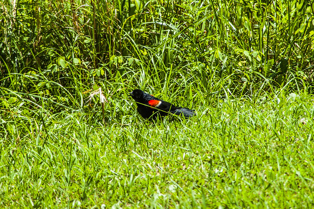 Jackson-Washington State Forest - Knob Lake - Red-winged Blackbird - June 25, 2014