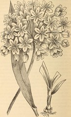 Anglų lietuvių žodynas. Žodis daffodil garlic reiškia narcizas česnako lietuviškai.