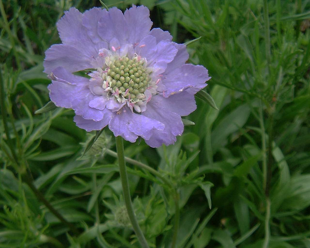 Scabiosa caucasica 'Perfecta'