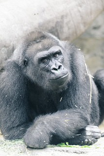 Gorilla Yearbook Photo