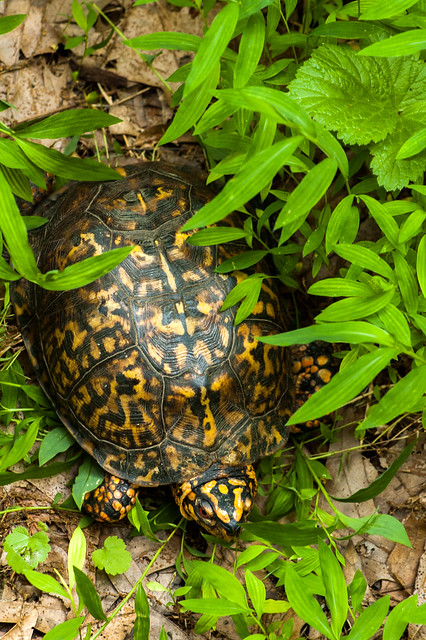Hoosier National Forest - Lick Creek Trail - Box Turtle - June 17, 2014