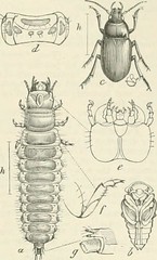 Anglų lietuvių žodynas. Žodis hemipterous insect reiškia hemipterous vabzdžių lietuviškai.