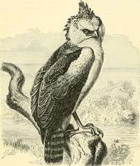 Anglų lietuvių žodynas. Žodis harpy eagle reiškia harpy erelis lietuviškai.
