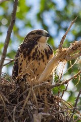 A juvenile Swainson's Hawk in its nest