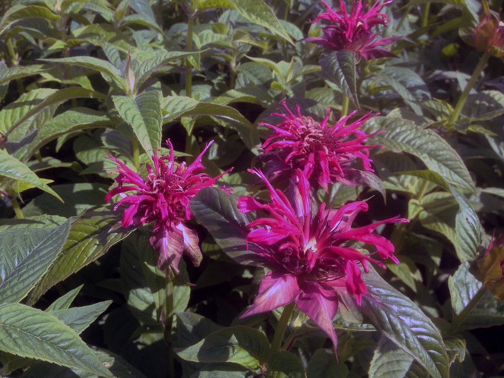 Monarda 'Mahogany'