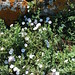 Convolvulus arvensis: "Libileba" • <a style="font-size:0.8em;" href="http://www.flickr.com/photos/62152544@N00/14227486478/" target="_blank">View on Flickr</a>