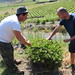 Giusseppe and Alessandro collected capers • <a style="font-size:0.8em;" href="http://www.flickr.com/photos/62152544@N00/14414139735/" target="_blank">View on Flickr</a>