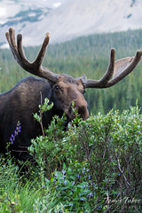 A moose bull grazes with the mountains in the background