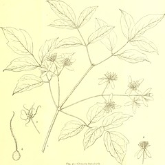 Anglų lietuvių žodynas. Žodis phellodendron amurense reiškia <li>phellodendron amurense</li> lietuviškai.