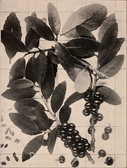 Anglų lietuvių žodynas. Žodis common fig tree reiškia bendras figmedis lietuviškai.
