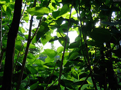 Looking Thru the Green Leaves • <a style="font-size:0.8em;" href="http://www.flickr.com/photos/34843984@N07/15236558159/" target="_blank">View on Flickr</a>