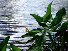 Contemplative River Leaves • <a style="font-size:0.8em;" href="http://www.flickr.com/photos/34843984@N07/15238456138/" target="_blank">View on Flickr</a>