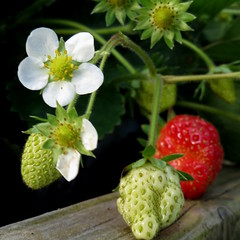 Fresh strawberries in October
