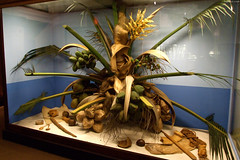 Coconut Palm Tree display • <a style="font-size:0.8em;" href="http://www.flickr.com/photos/34843984@N07/15353959108/" target="_blank">View on Flickr</a>
