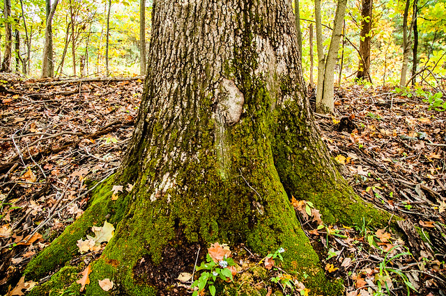Hemlock Bluff Nature Preserve - October 11, 2014
