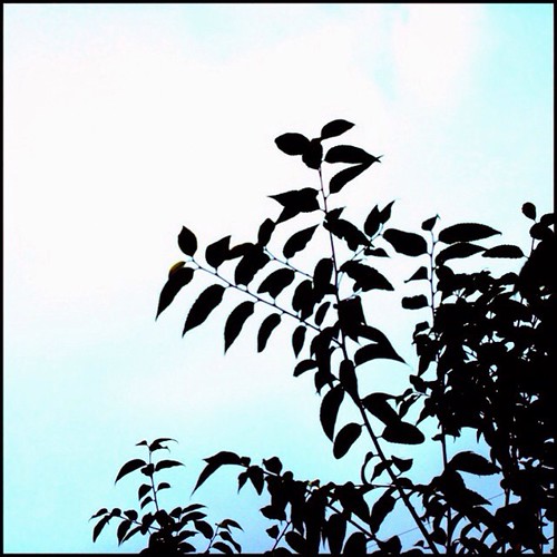 [Bjȁ[B疾x݂Ȃ̂ɂȁ[iʂقǕʂȃRg𓰁XƁIj #sky #C}\ #cloud #tree #green #leaf #asasora