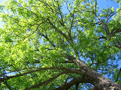 Jim the Oak Tree • <a style="font-size:0.8em;" href="http://www.flickr.com/photos/34843984@N07/15236671600/" target="_blank">View on Flickr</a>
