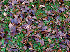 The Last Fallen Leaves • <a style="font-size:0.8em;" href="http://www.flickr.com/photos/34843984@N07/15238507308/" target="_blank">View on Flickr</a>