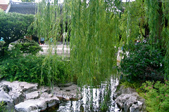 Weeping Willow hanging over lake and stones • <a style="font-size:0.8em;" href="http://www.flickr.com/photos/34843984@N07/15359297297/" target="_blank">View on Flickr</a>