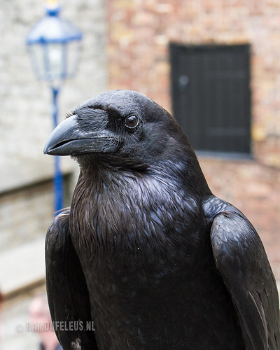 Sing to me Raven