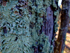 Lichen closeup • <a style="font-size:0.8em;" href="http://www.flickr.com/photos/34843984@N07/15238307017/" target="_blank">View on Flickr</a>