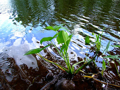 Plants Grow in Cloud Reflections • <a style="font-size:0.8em;" href="http://www.flickr.com/photos/34843984@N07/15238454088/" target="_blank">View on Flickr</a>